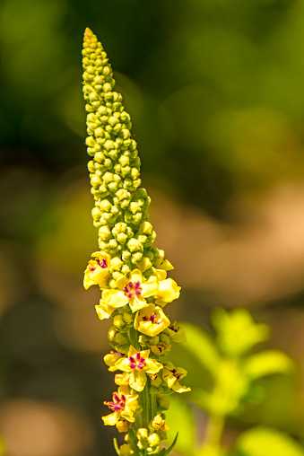 the black mullein medicinal plant with flower