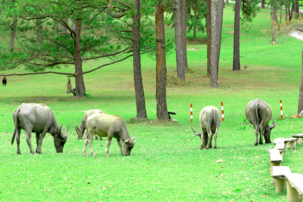 water buffalo on green meadow with pine forest on background. pine forest park