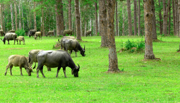 istock water buffalo on green meadow with pine forest on background. pine forest park. 1162894008