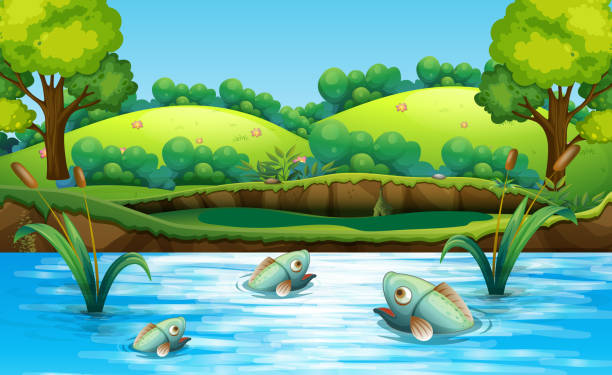 1,710 Cartoon Of Fish Pond Illustrations & Clip Art - iStock