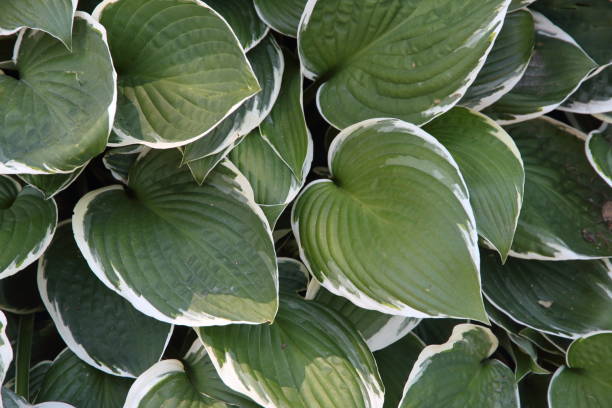 istock Textured background of green and white leaves 1162894874