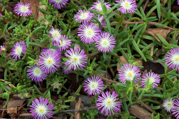 Purple and white flowers of a Delosperma nubigenum or ice-plant Autumn in the garden Sydney, Australia delosperma nubigenum stock pictures, royalty-free photos & images