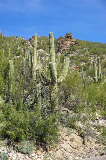 istock Several Saguaro cactus plants on rocky desert hillside with blue sky overhead 1162896210
