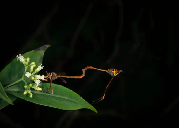 Photo of Robber Flies mating seen at Garo Hills,Meghalaya,India