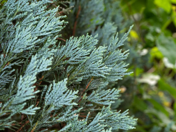 Close up Blue Lawson Cypress or Chamaecyparis lawsoniana Isolated on Nature Background Closeup Blue Lawson Cypress or Chamaecyparis lawsoniana Isolated on Nature Background port orford cedar stock pictures, royalty-free photos & images