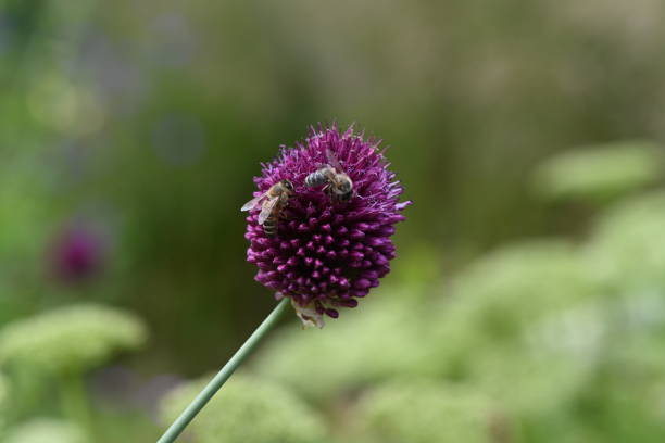 Close-up of a bee collecting nectar from a vibrant purple flower in full bloom with blurred greenery in background.