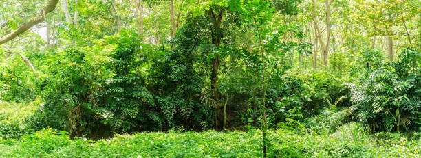 istock Tropical rain forest jungle in Thailand 1162899465
