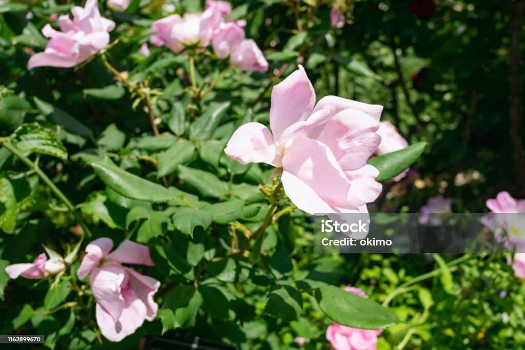 Blushing Knock Out rose flower in the garden Knockout Stock Photo