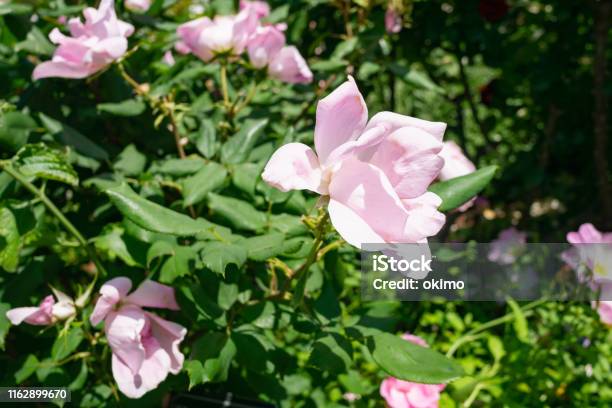 Blushing Knock Out Rose Flower In The Garden Stock Photo - Download Image Now - Knockout, Rose - Flower, Beauty