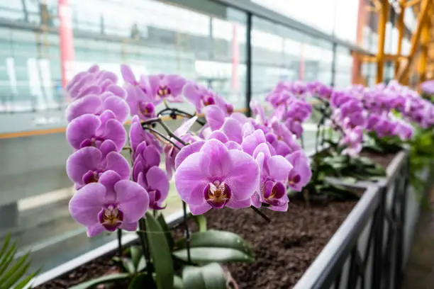 Photo of Closeup shot of beautiful orchids flowers at Beijing International Airport in China