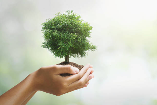 istock hand holdig big tree growing on green background. eco earth day concept 1162901412