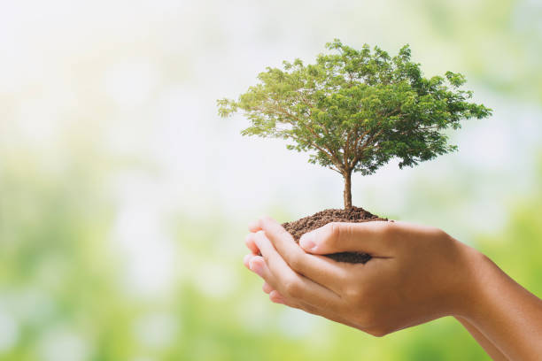 istock hand holdig big tree growing on green background. eco earth day concept 1162901413