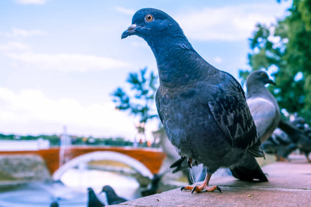 istock Curious pigeon looking into the camera with one eye 1162901568