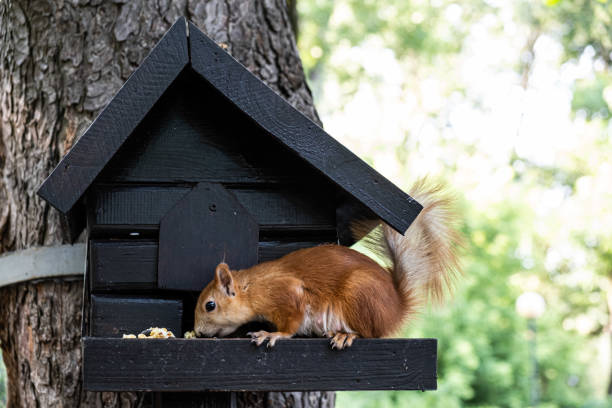istock Squirrel feeding in a small wooden tree house 1162902094