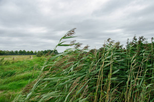 reed in the wind - polder field meadow landscape imagens e fotografias de stock