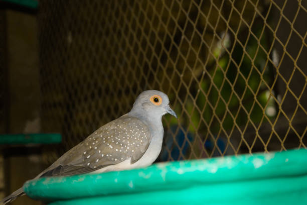 istock close up of spotted dove in a cage 1162903928
