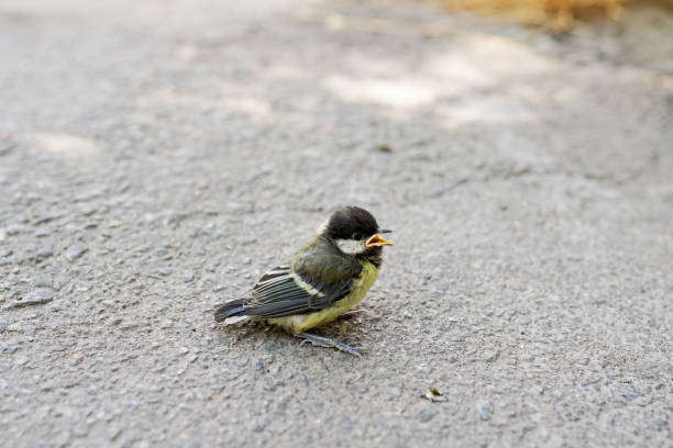 istock Cute little bird, Beautiful bird. Close up on bird 1162905314