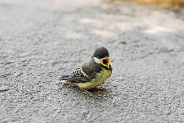 istock Cute little bird singing. Blue nature background 1162905346