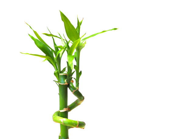 istock Fresh bamboo shoots isolated on white background 1162905569