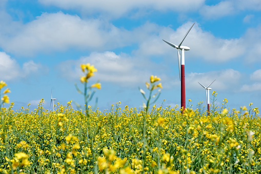 Wind turbine in yellow rapeseed field against a blue sky in summer. Clean energy background with copy space. Low perspective shot with selective focus.