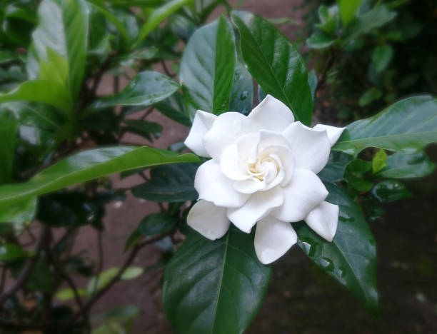 istock White Gardenia Flower after rain drop 1162906680