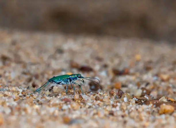 Photo of Tiger Beetle on the sandy beach of Karwani Stream,Garo hills,Meghalaya,India