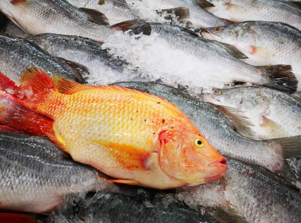 istock Chilled fresh fish sold in the supermarkets 1162909325