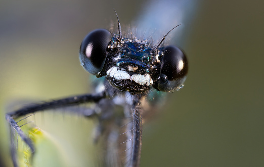 Dragonfly, insect, animal, two-winged