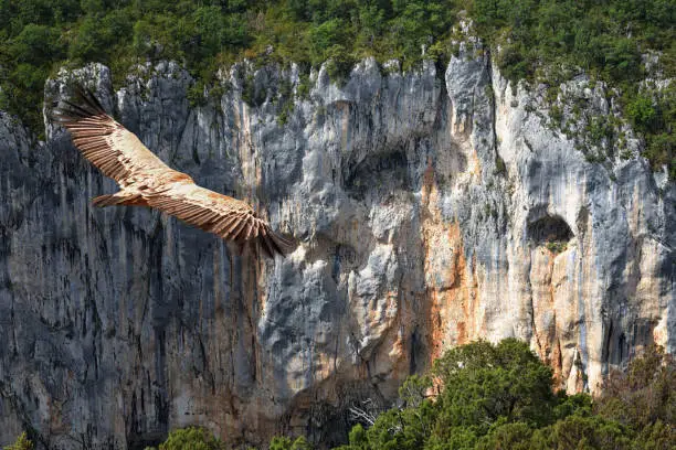 A griffon vulture uses the morning updraft of a ravine to slide majestically over the landscape.