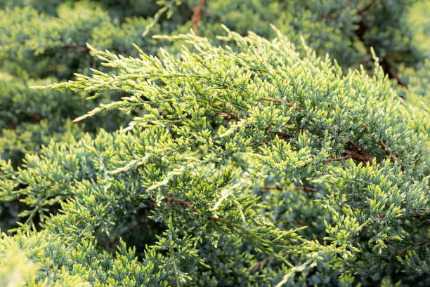 Close-up of Juniperus horizontalis "Golden carpet", also known as creeping juniper or creeping cedar, with young light green sprouts at the beginning of spring