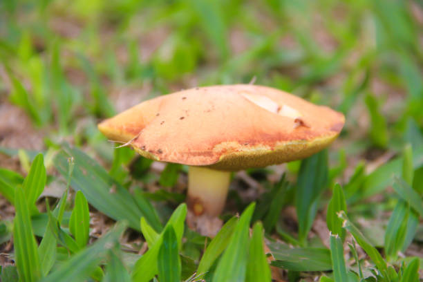 edible mushrooms that grow under the pines