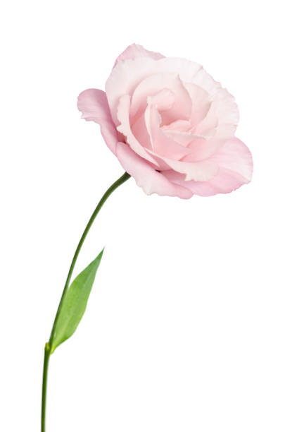 istock Beautiful Eustoma flower isolated on white background 1162913027
