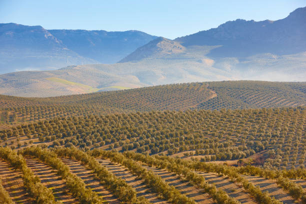 Olive trees planted in rows on hillside, defining the agricultural landscape of Cazorla under a cloudy sky