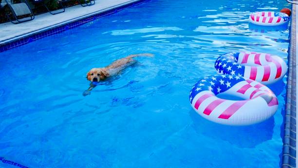 amerykański pies - lap pool zdjęcia i obrazy z banku zdjęć