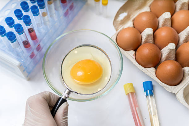 istock Scientist is examining yolk with magnifying glass. Eggs quality control concept. 1162914956