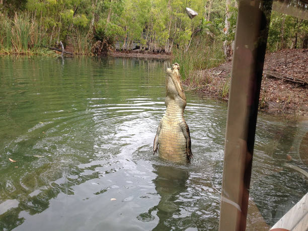 Crocodiles living in a reservation in Australia Queensland Crocodiles living in a reservation in Australia Queensland Cruise the Daintree Rainforest stock pictures, royalty-free photos & images