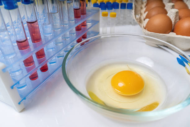 istock Yolk in bowl in laboratory. Food quality testing. 1162915213
