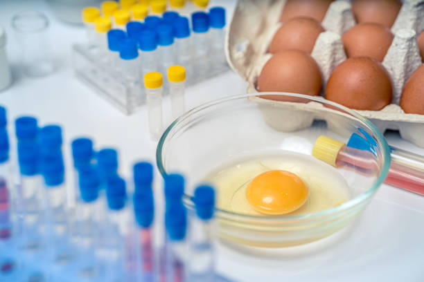 istock Inspecting chicken eggs in laboratory. Yolk in bowl. 1162915658