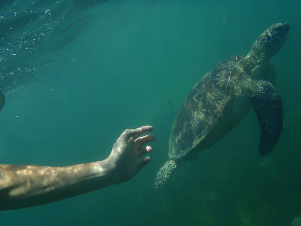 istock Catching wild turtle Great Barrier Reef in Australia during diving 1162915683