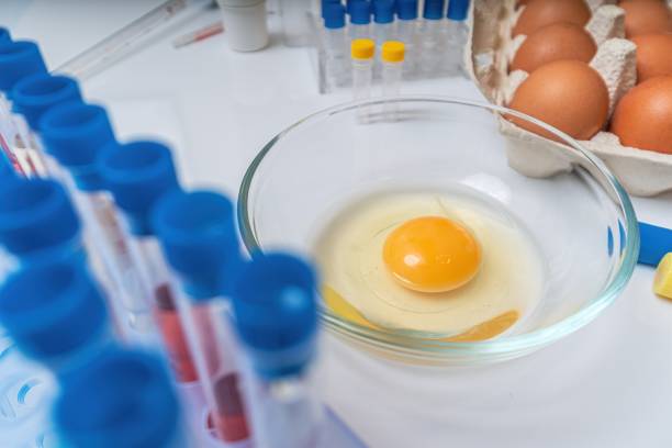 istock Testing eggs in laboratory for salmonella. Food quality control. 1162915760