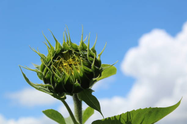 foto di un grande bocciolo di un fiore di girasole nel campo contro il cielo - petal bud plant agriculture foto e immagini stock