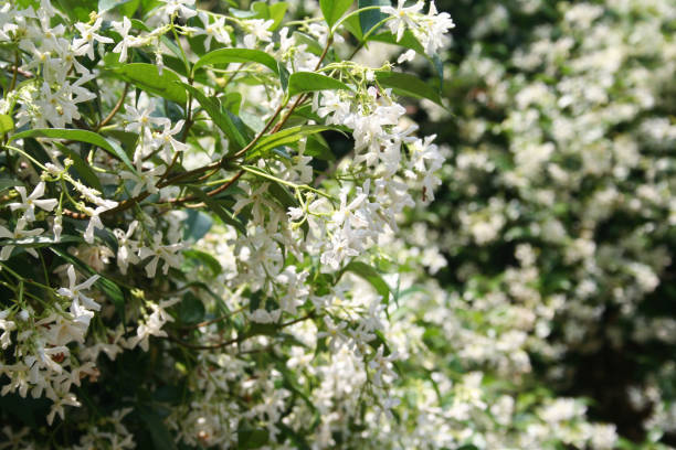 istock White climber star Jasmin  with many white flowers in the garden. 1162920507