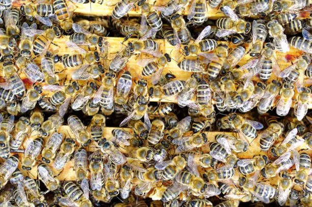 Bee hives of a beekeeper in the care of bees with honeycombs and honey bees