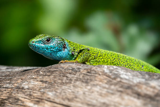 istock Male of green lizard Lacerta viridis on a tree trunk 1162922573