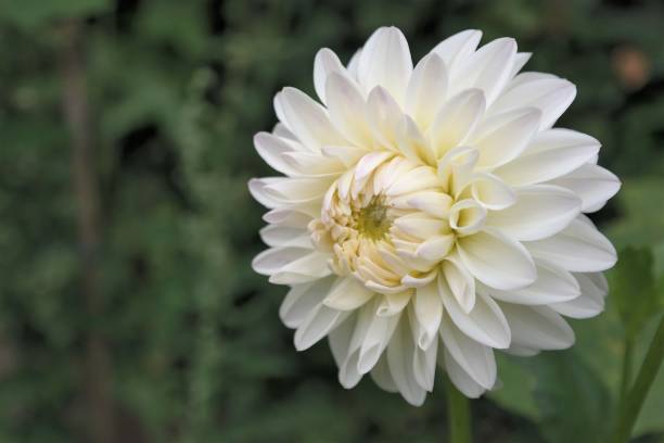 istock white Dahlia flower with slightly hanging head 1162922594