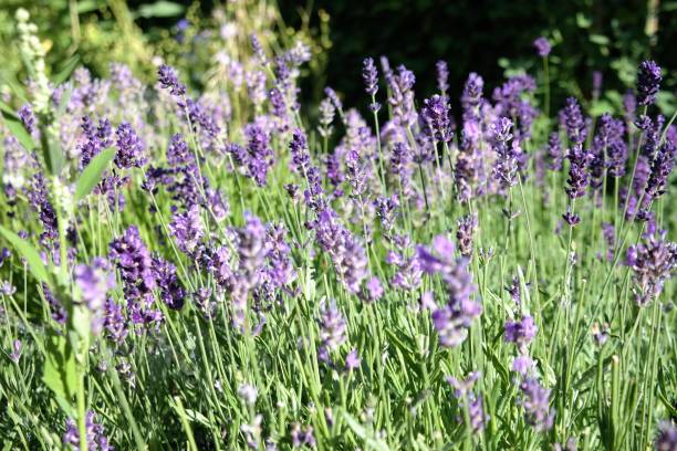 istock lavender field in the sunlight 1162922597