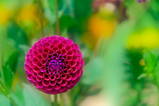 horticulture: Single Dahlia (Dahlstar)  two-tone flower head in full bloom. Macro and full frame.