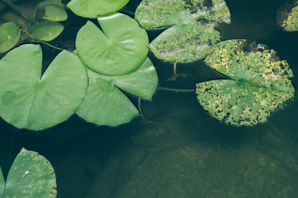 istock Lotus leaf in the lake; Nature background textures 1162923271