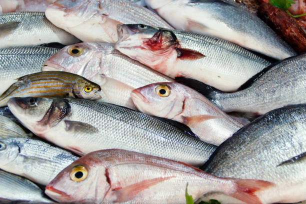istock Mixed fish for sale on a market 1162923986