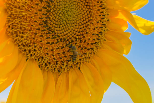 Sunflower On A Bright Sunny Day background